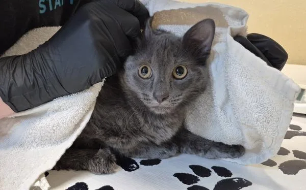 A baby small-sized female Domestic Short Hair cat named Pisces for adoption in Oceanside, CA