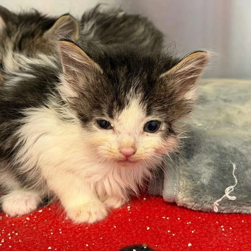 A baby small-sized male Gray / Blue / Silver Domestic Long Hair cat named Purrito for adoption in Martinsville, VA