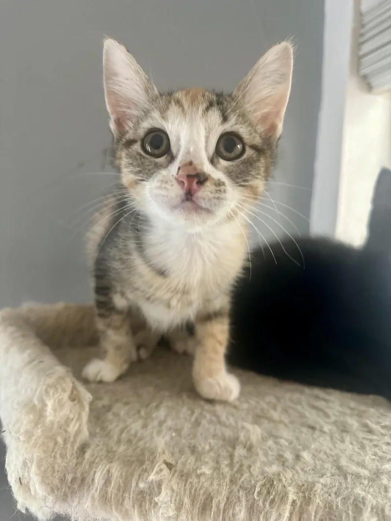 A baby medium-sized female Calico Domestic Short Hair cat named Pudding for adoption in Oklahoma City, OK