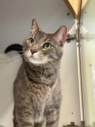 Tom