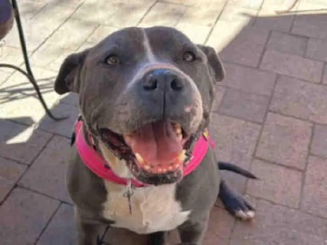 An adult medium-sized female Pit Bull Terrier dog named Storm for adoption in Carlsbad, CA