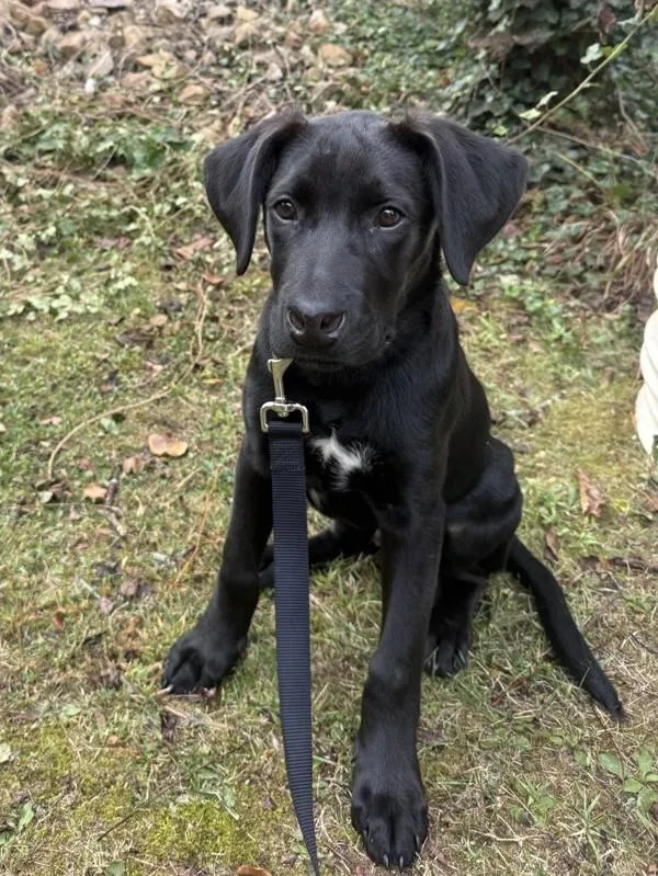 A baby medium-sized male Hound dog named Sparks for adoption in Roanoke, VA