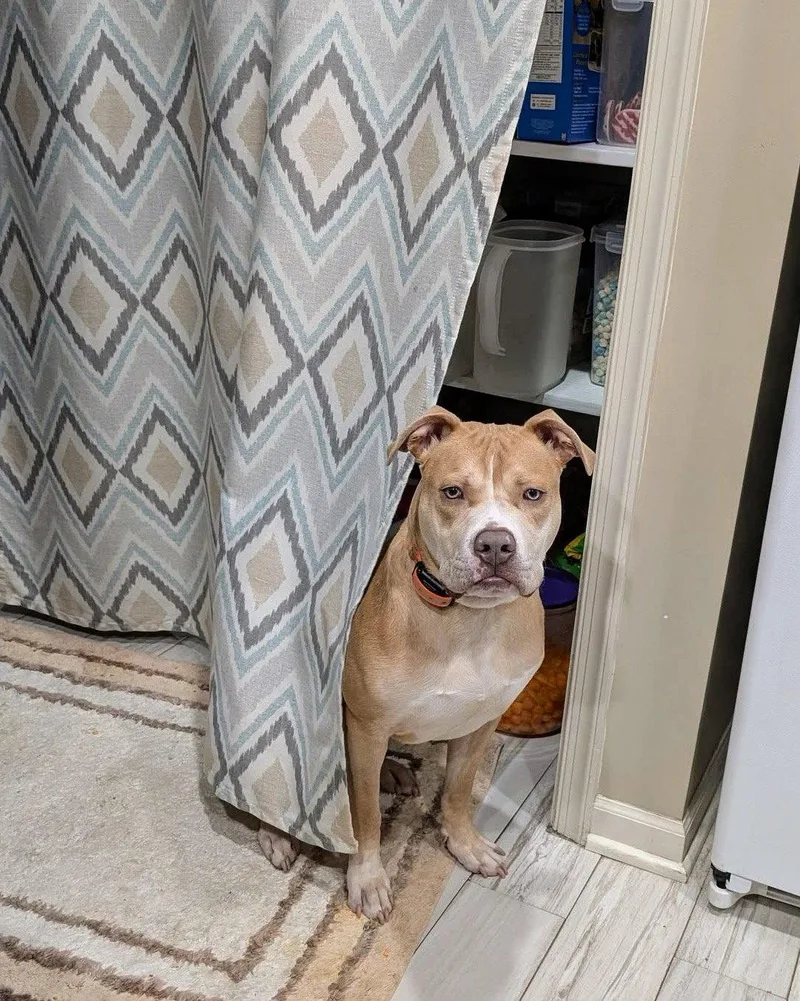 An adult large-sized male American Bulldog dog named Tank for adoption in Herndon, VA