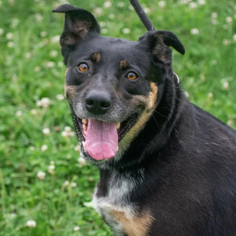 An adult medium-sized female Black German Shepherd Dog dog named Stella for adoption in Marshalltown, IA