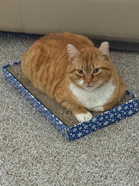 An adult medium-sized male Domestic Short Hair cat named Boots for adoption in Minneapolis, MN