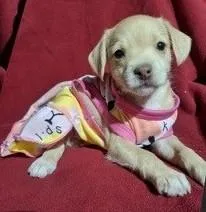 A baby small-sized female Apricot / Beige Chihuahua dog named Nixie for adoption in fort worth, TX