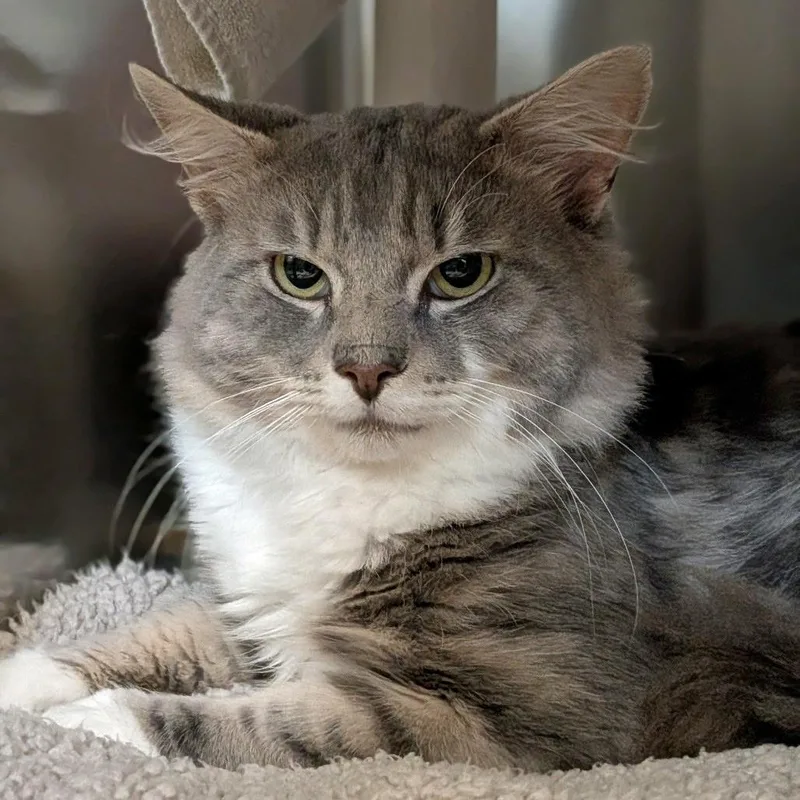 An adult medium-sized male Gray / Blue / Silver Domestic Short Hair cat named Squish for adoption in Springfield, MA