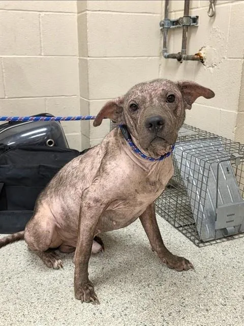 An adult medium-sized male Pit Bull Terrier dog named Buzz for adoption in Conroe, TX