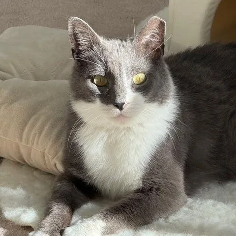 An adult medium-sized male Gray & White Domestic Short Hair cat named Boots for adoption in Lake Orion, MI
