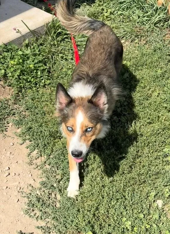 An adult medium-sized male Tricolor (Brown, Black, & White) Husky dog named Rowe for adoption in Fort Collins, CO