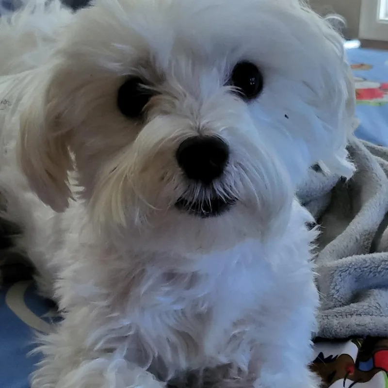 A senior small-sized male Mixed Breed dog named Tobi for adoption in Mentor, OH