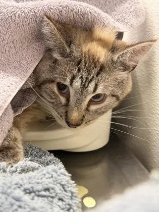 An adult small-sized male Domestic Short Hair cat named Rowl for adoption in West Chester, PA