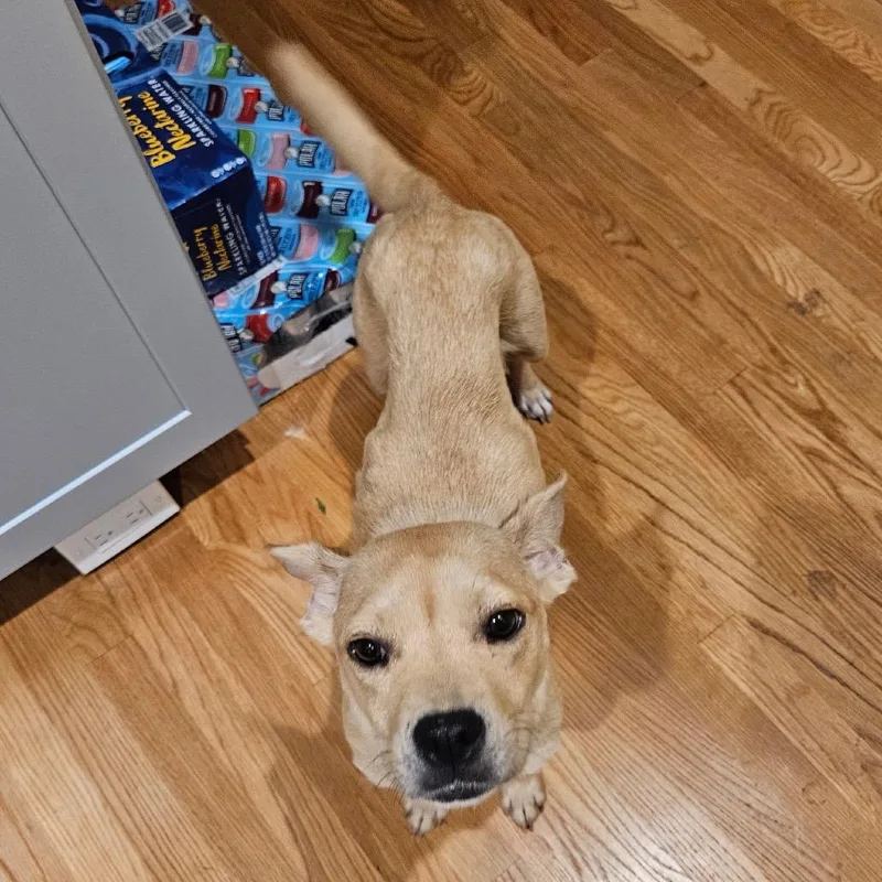 An adult small-sized female Yellow / Tan / Blond / Fawn Mixed Breed dog named Cherry Garcia for adoption in Rockville, MD