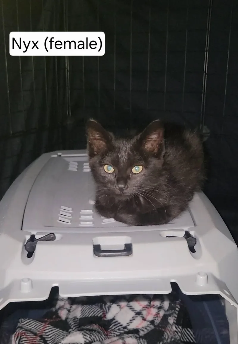 A baby medium-sized female Black Domestic Short Hair cat named Nyx for adoption in Omaha, NE
