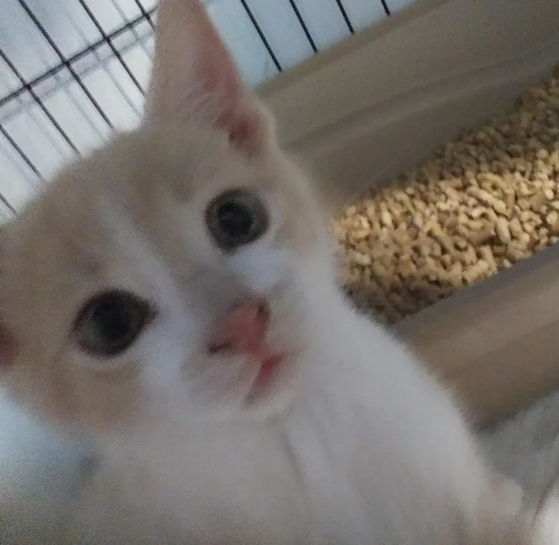 A baby medium-sized male Orange & White Domestic Short Hair cat named Morris for adoption in Port Wentworth, GA