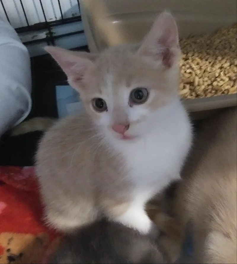 Morris thumbnail 2
