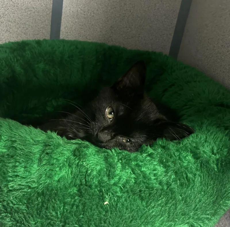 A baby small-sized male Black Domestic Short Hair cat named Haggard for adoption in Alexandria, VA