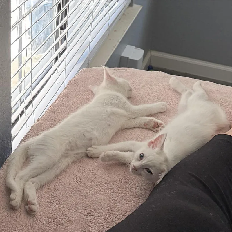 A baby small-sized female White Domestic Short Hair cat named A Mochi for adoption in Pleasant Hill, CA