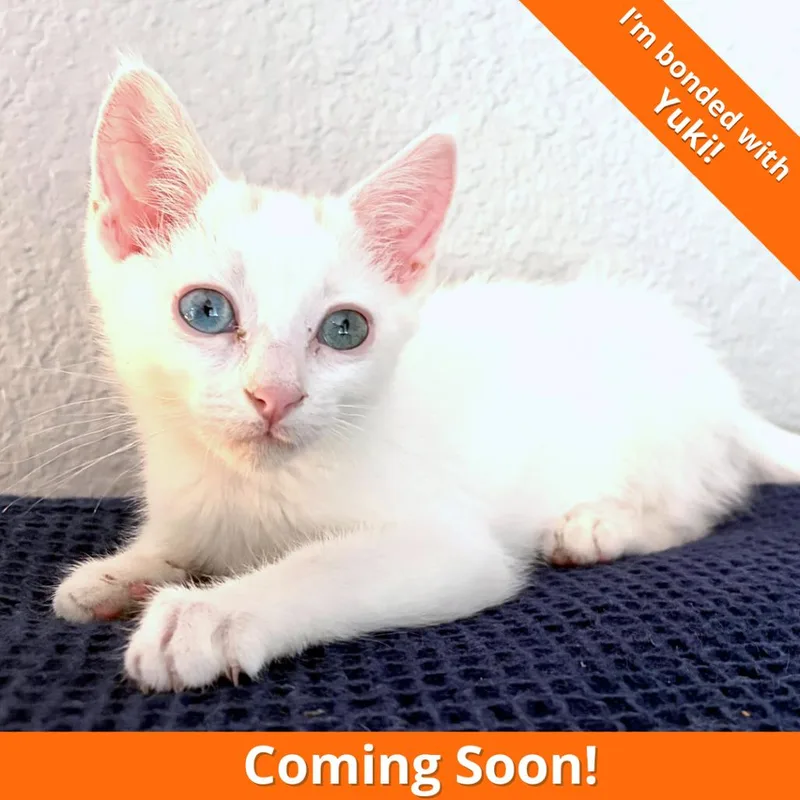 A Mochi thumbnail 4