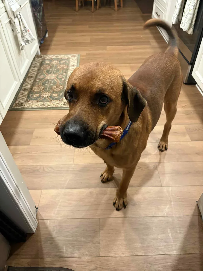 An adult extra large-sized male Labrador Retriever dog named Tucker for adoption in Springville, NY