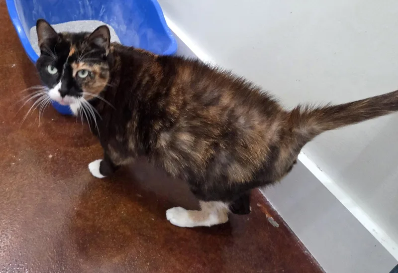 A senior medium-sized female Calico cat named Ari for adoption in Magnolia Springs, AL