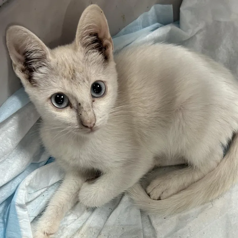 A baby small-sized female White Domestic Short Hair cat named Starlight Samba for adoption in Boerne, TX