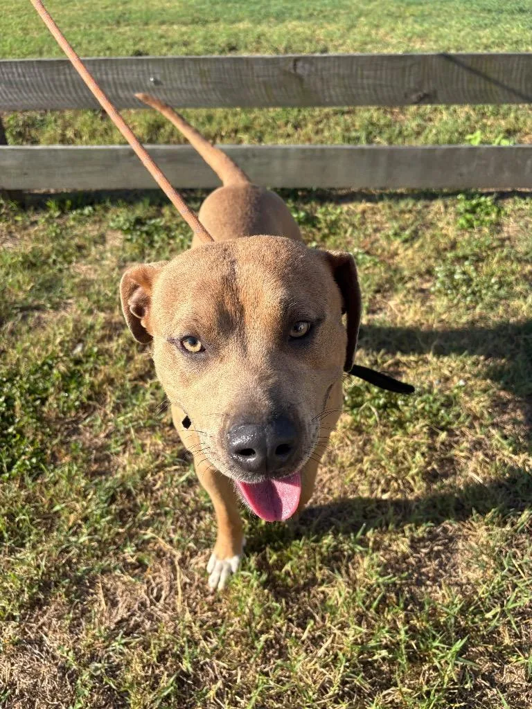 An adult medium-sized male Pit Bull Terrier dog named Igor for adoption in Wauchula, FL