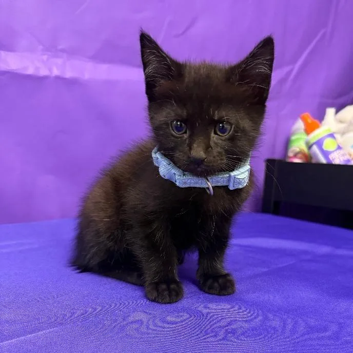 A baby small-sized female Black Domestic Short Hair cat named Madonna for adoption in North Myrtle Beach, SC