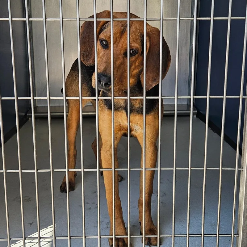 A young medium-sized female Brown / Chocolate Hound dog named Birdie for adoption in Greenville, SC