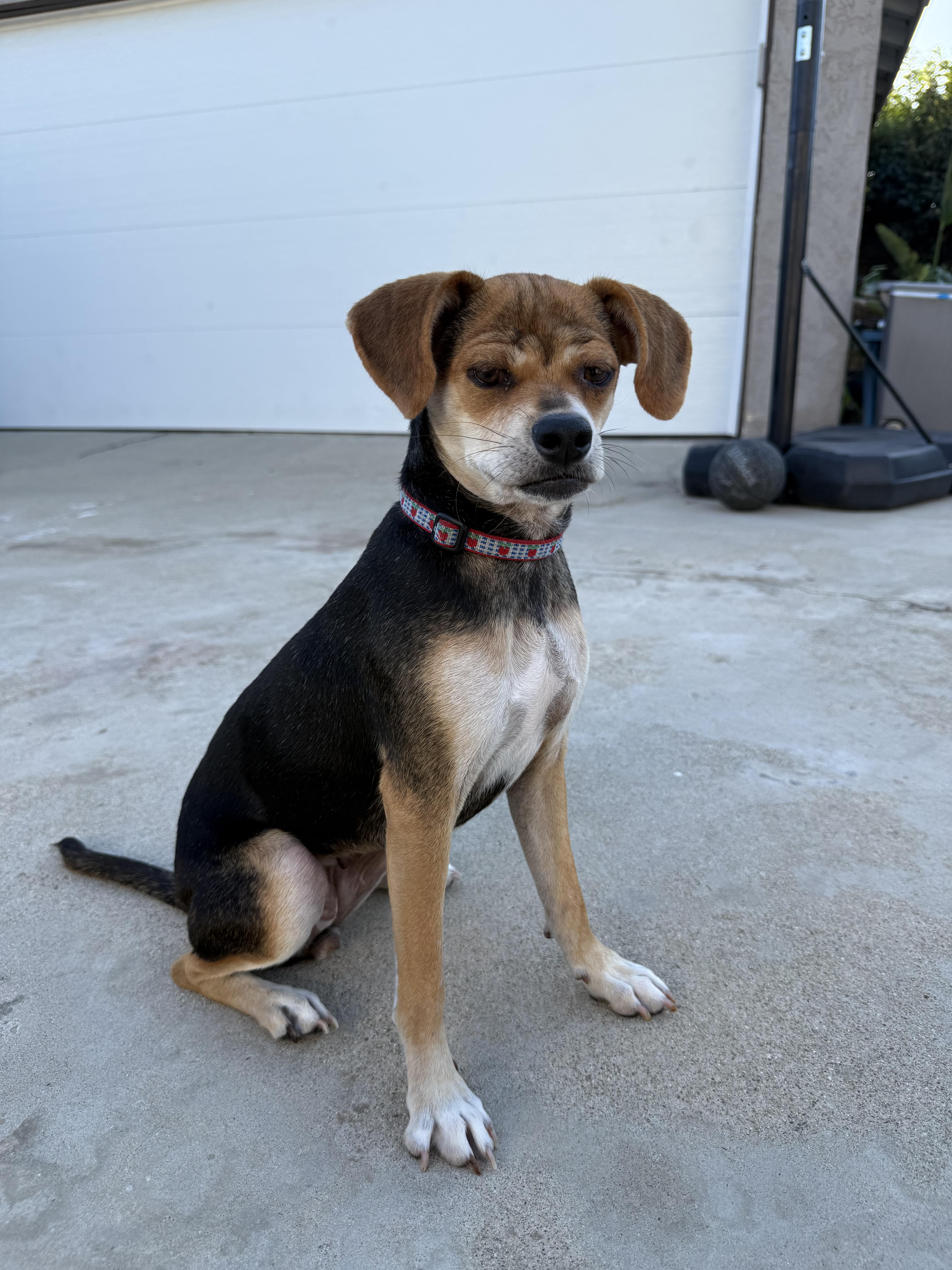 An adult small-sized female Mixed Breed dog named Raisin for adoption in Los Angeles, CA