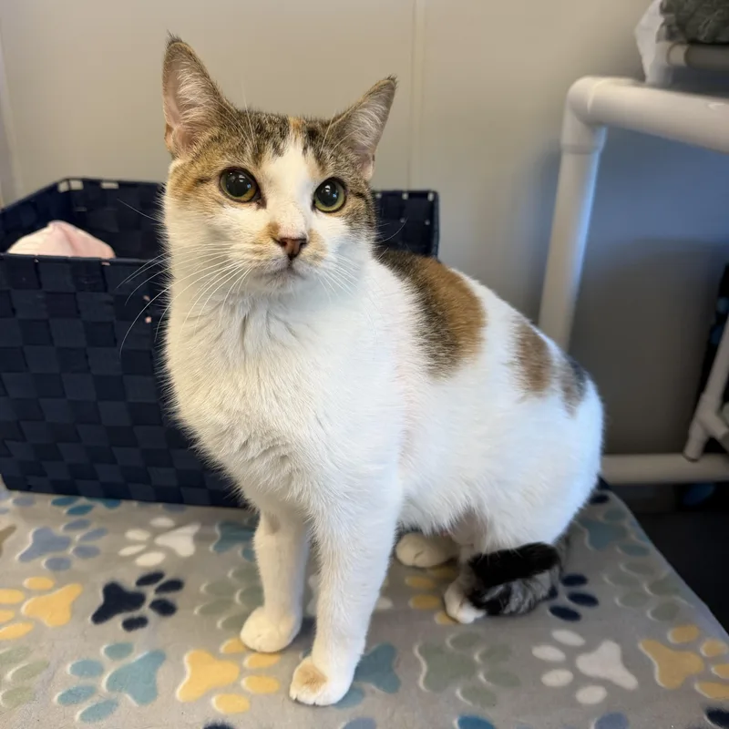 A young medium-sized female Domestic Short Hair cat named Spots for adoption in Cooperstown, NY