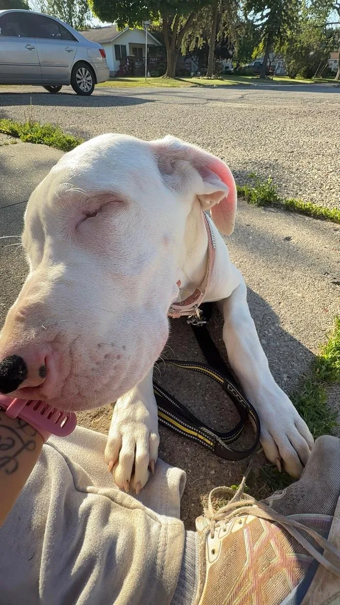 A baby large-sized female White / Cream Great Dane dog named Channel for adoption in Alma, MI