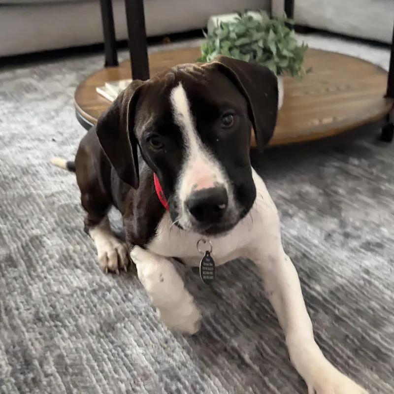 A baby medium-sized male Mixed Breed dog named Daddy LongLegs for adoption in Columbia, SC