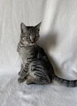 A young medium-sized female Domestic Short Hair cat named Gabrielle for adoption in Buffalo, MN