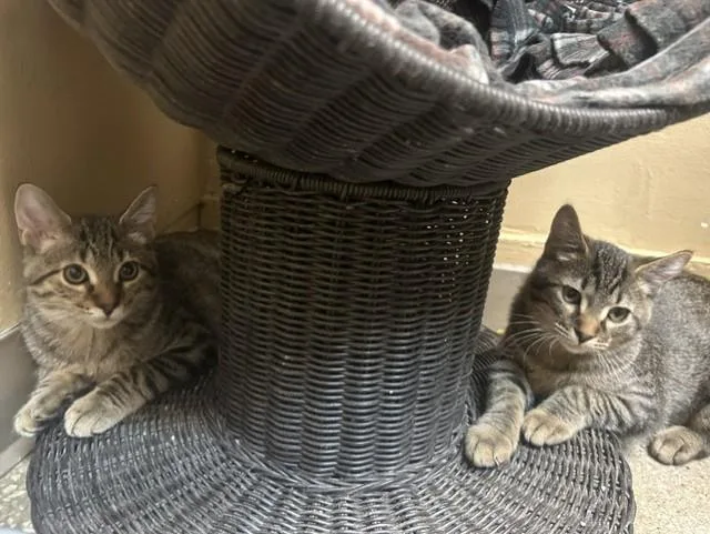 Gilligan and Skipper