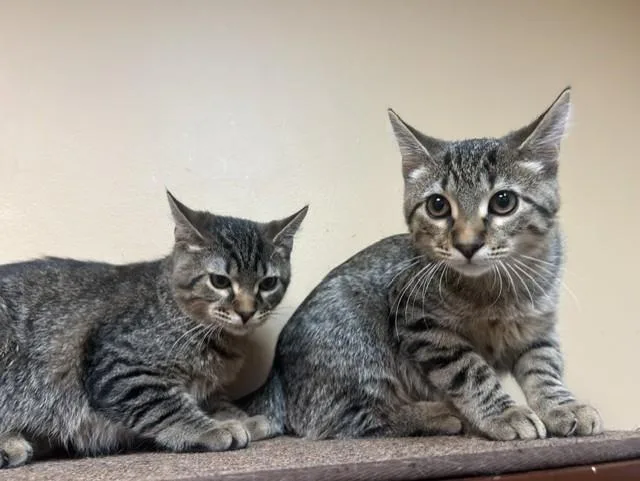 Gilligan and Skipper thumbnail 3
