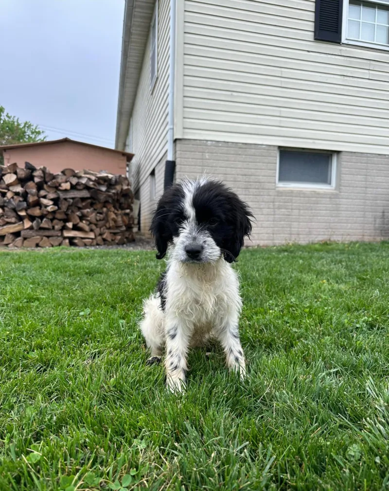 A baby medium-sized female Cocker Spaniel dog named Marshmallow Fluff for adoption in Houston, TX
