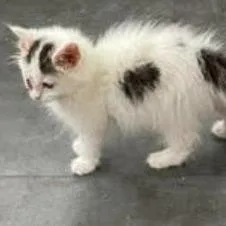 A baby small-sized female Brown / Chocolate Domestic Short Hair cat named Nickel In Stevensville for adoption in Alexandria, VA