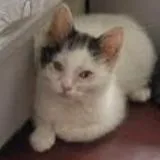Nickel In Stevensville  thumbnail 4