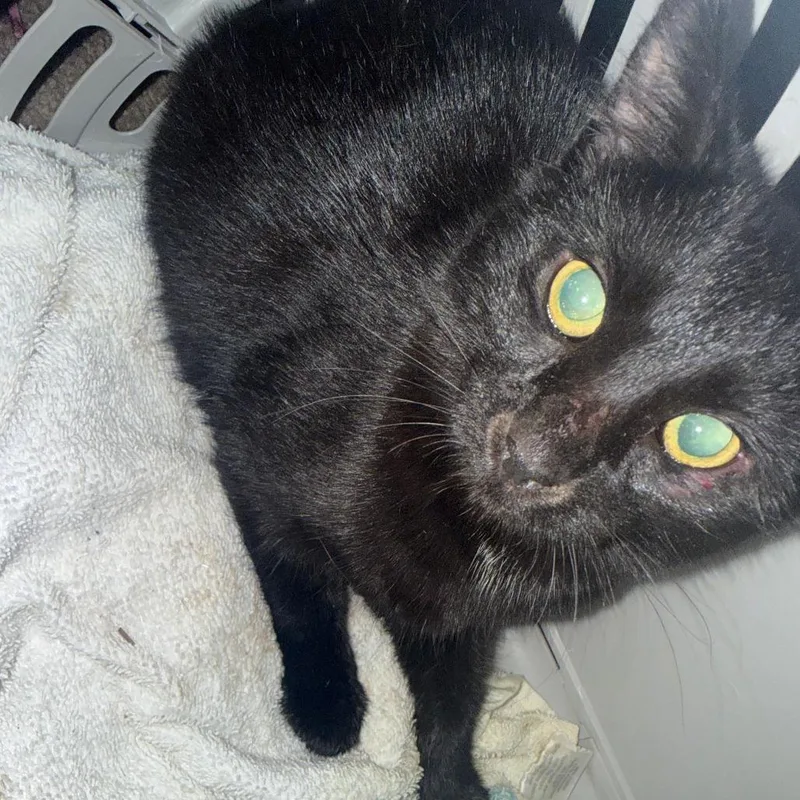A baby small-sized female Black American Shorthair cat named Dinu for adoption in Greensboro, NC