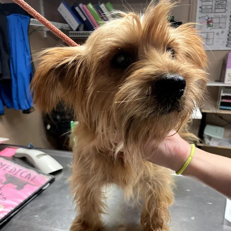 An adult small-sized male Brown / Chocolate Cairn Terrier dog named Chewbacca for adoption in Newport, NC