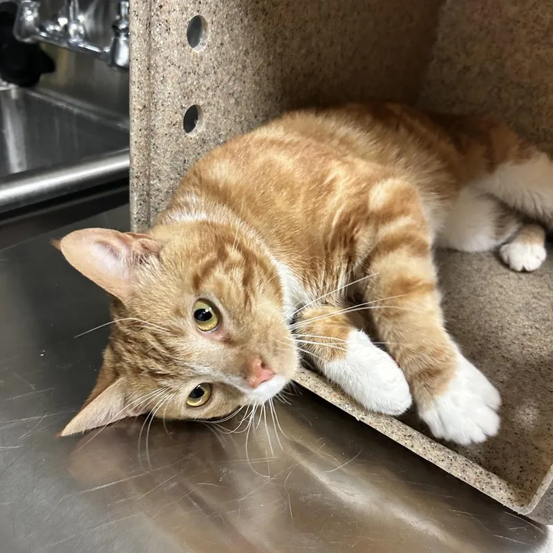 An adult medium-sized male Orange / Red Domestic Short Hair cat named Paul for adoption in Reno, NV