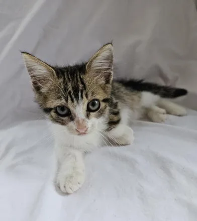 A baby large-sized male Tabby (Brown / Chocolate) Domestic Short Hair cat named Gizmo for adoption in Liverpool, TX