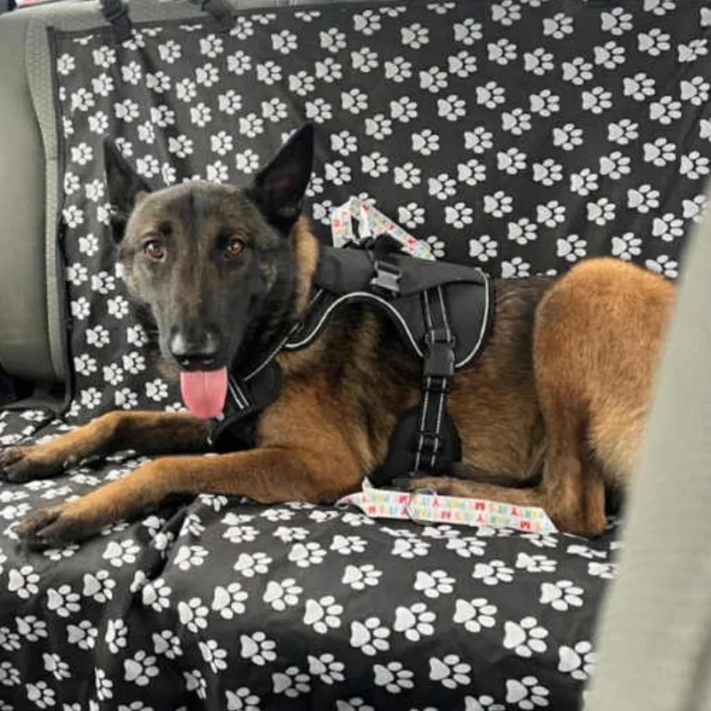 An adult medium-sized male Bicolor Belgian Shepherd / Malinois dog named Niko for adoption in Houston, TX
