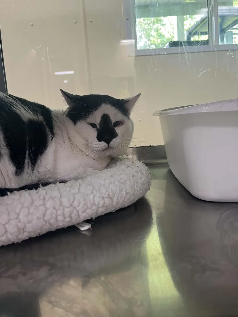 An adult medium-sized male Black & White / Tuxedo Domestic Short Hair cat named Arrow for adoption in Austin, MN