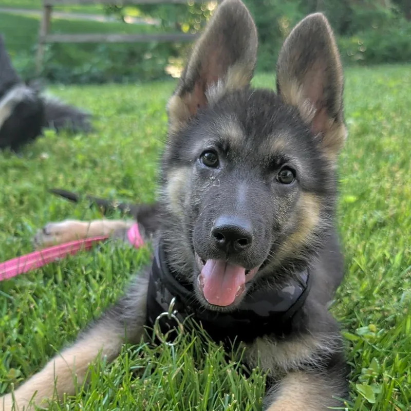 A baby large-sized female Black German Shepherd Dog dog named Bailey for adoption in Potomac, MD