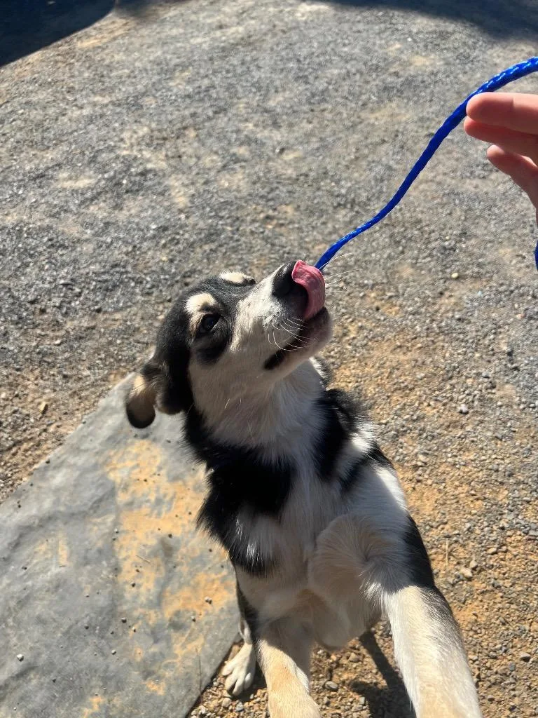 A young medium-sized male Mixed Breed dog named Tom for adoption in Rome, GA