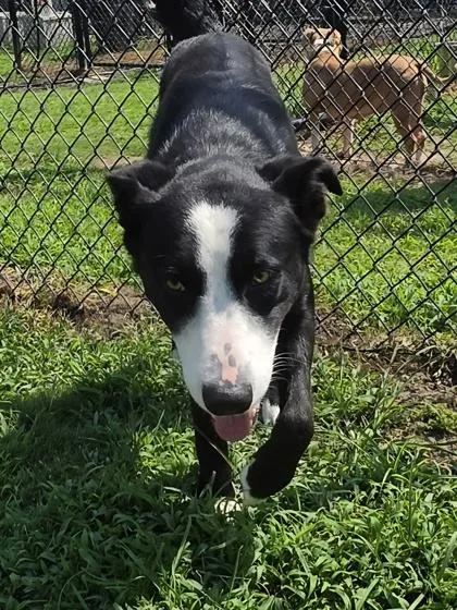 A young medium-sized male Collie dog named Crush for adoption in Conway, SC
