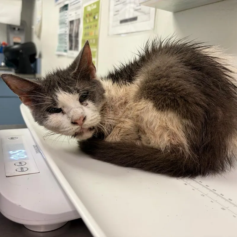 A senior medium-sized female Domestic Medium Hair cat named Radical Grandma for adoption in Charleston, WV