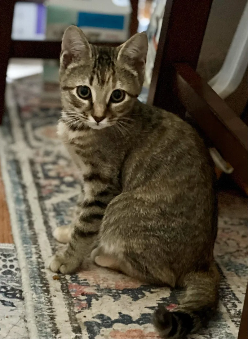A young medium-sized female Tabby cat named Zoe for adoption in Flint Hill, VA